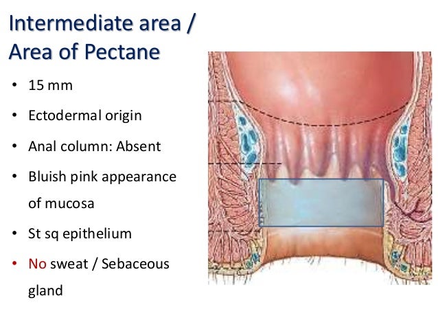 human anal sebaceous glands Natural milf tits
